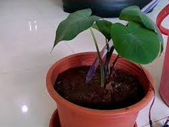 Automatic Plant Watering System With Arduino Hackster Io - Download Stunning Dark Pattern | Retina