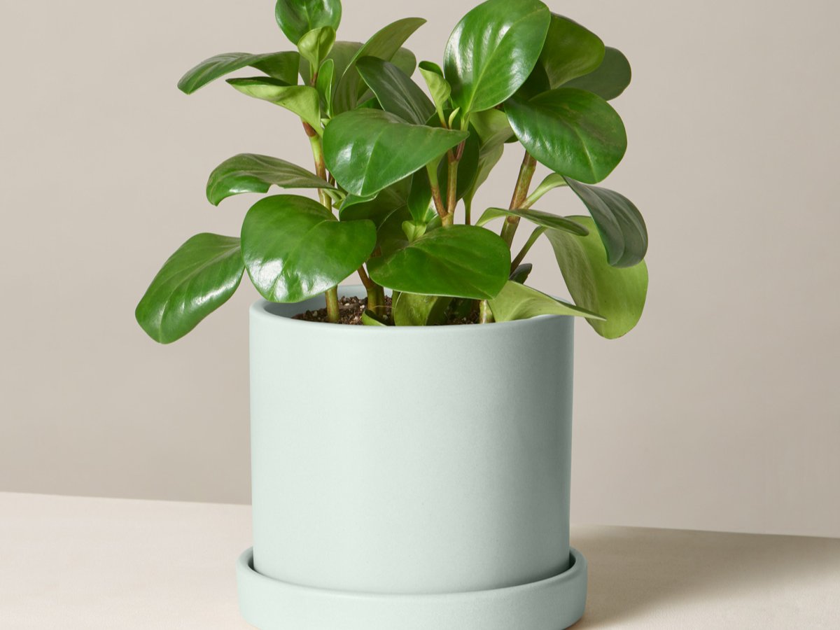 Pocket Plant Hackster Io - 8K Vintage Patterns for Desktop