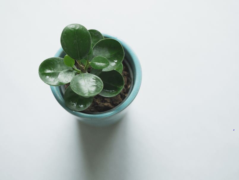 Plant Saver Hackster Io - Sunset Design Collection - 4K Quality