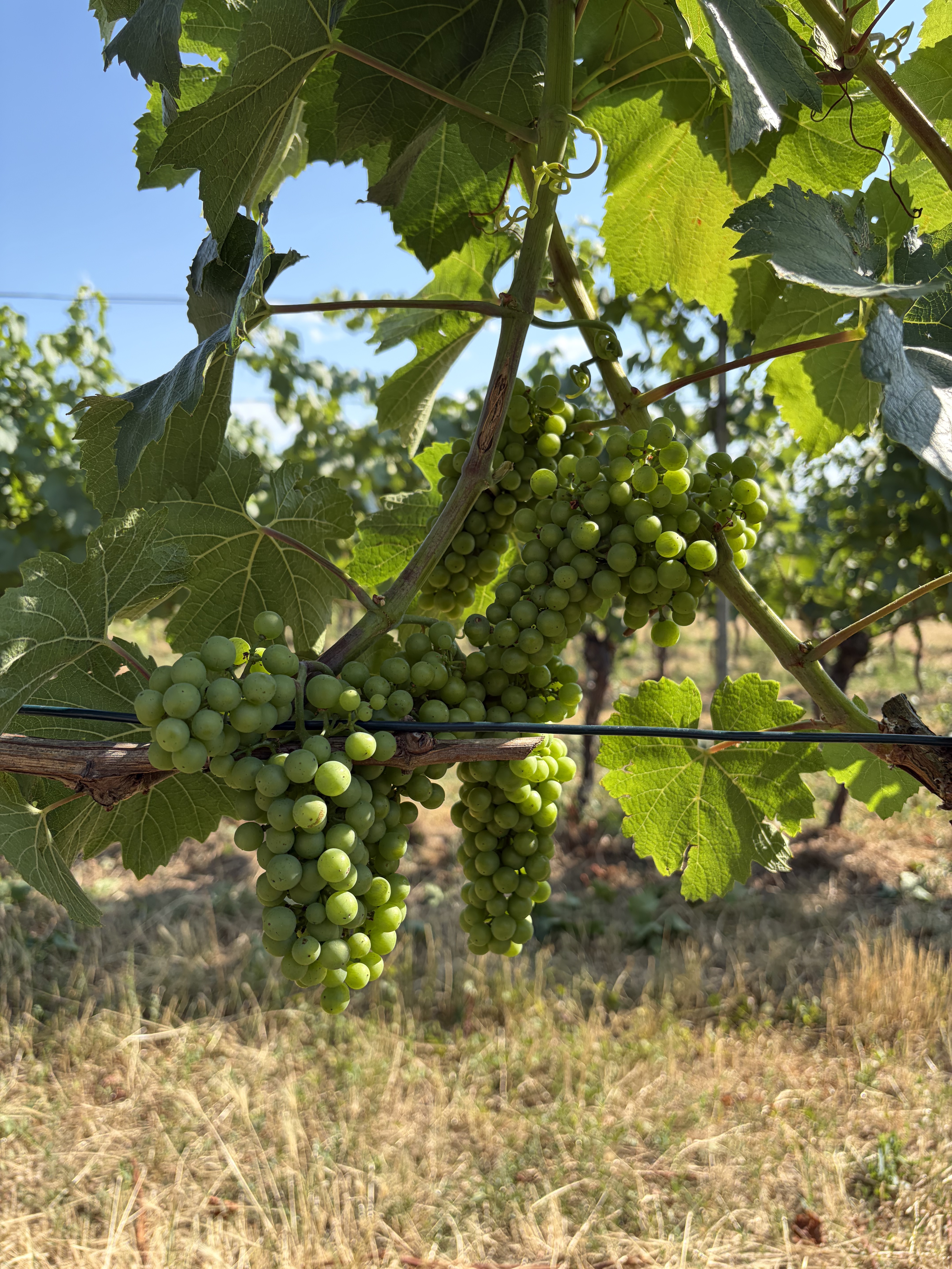 A vineyard