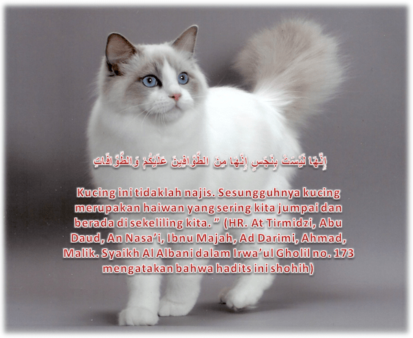 Gratis Unduh Gambar Hukum Memelihara Kucing Salah Satu Hal Yang Diperhatikan Dalam Agama Terupdate by Lampunghits.com