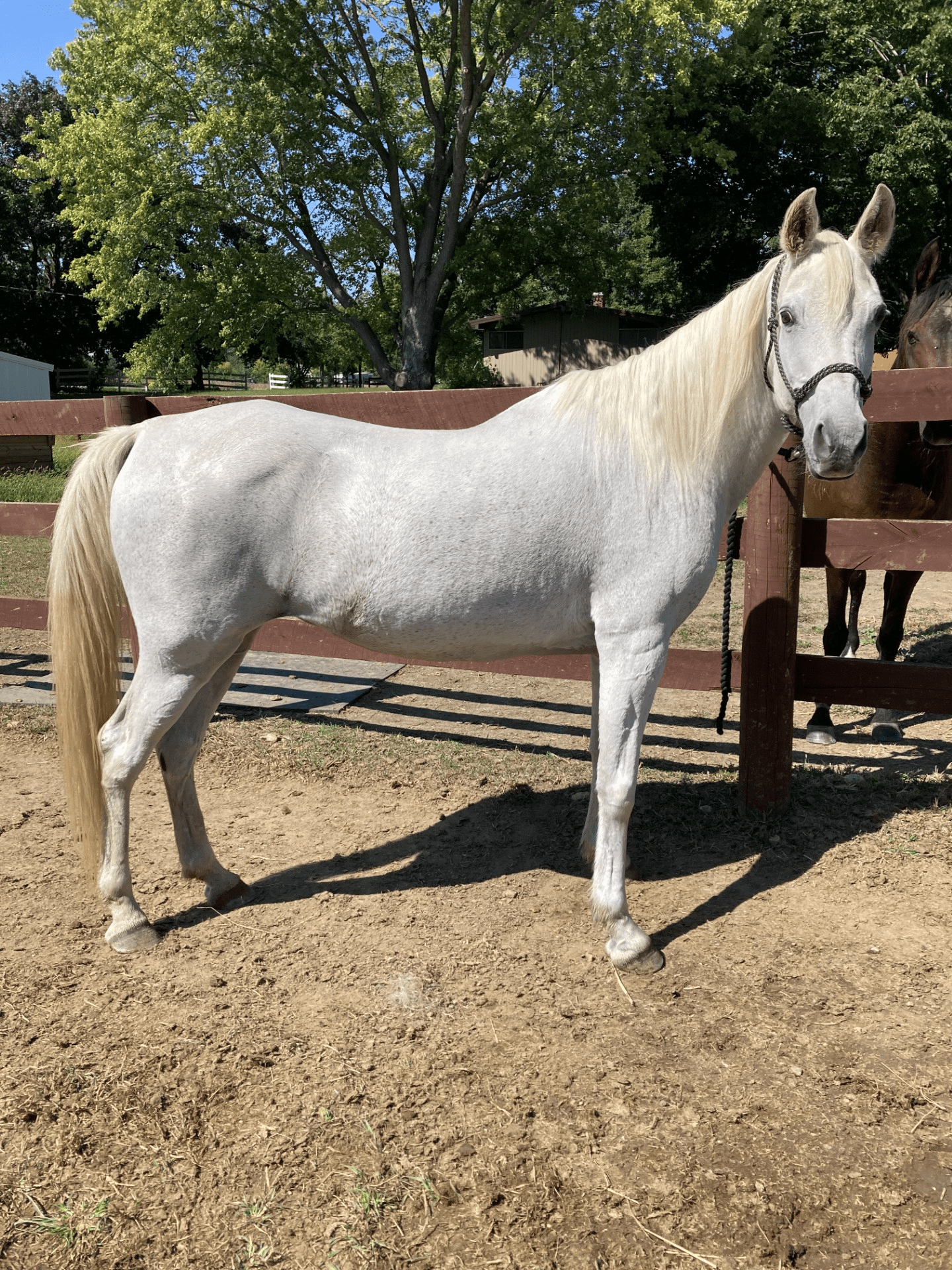 ruby-gray-mare-in-pasture