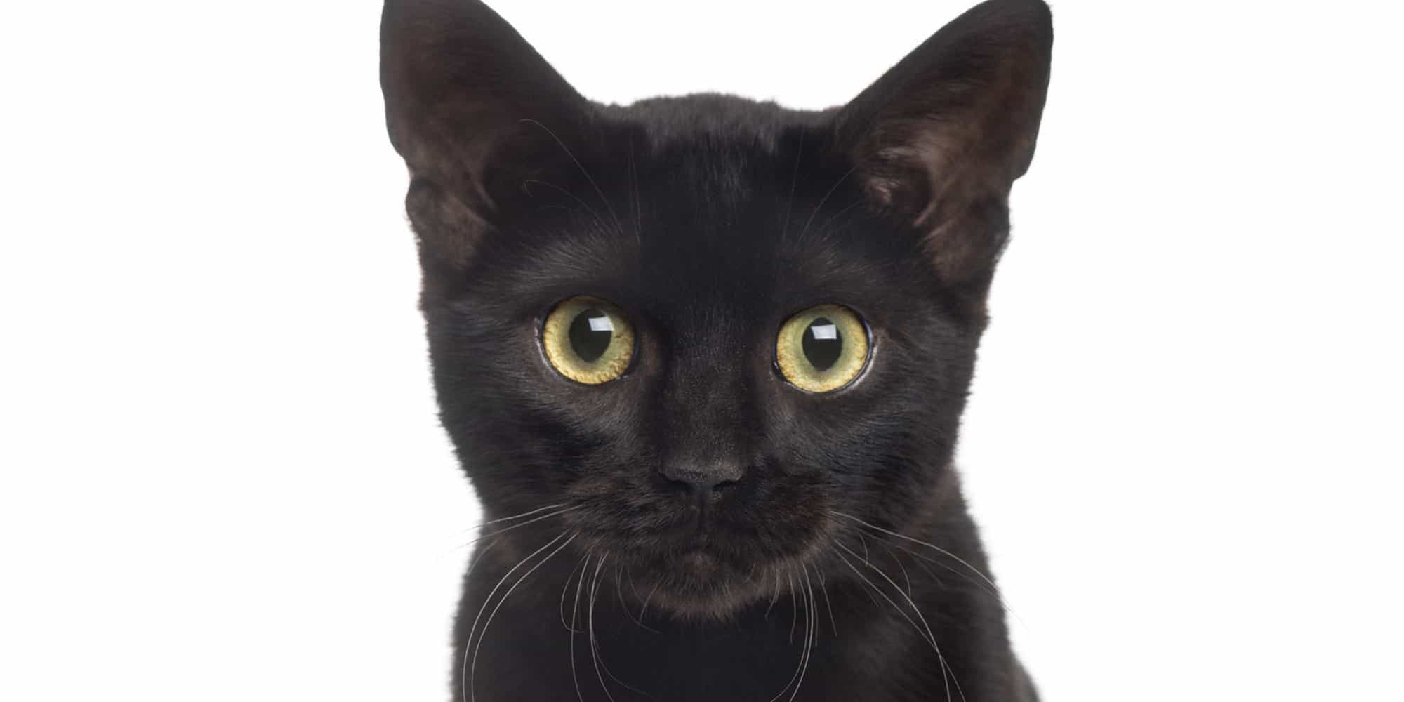 41 wonderful cats with cute haircuts (2021)