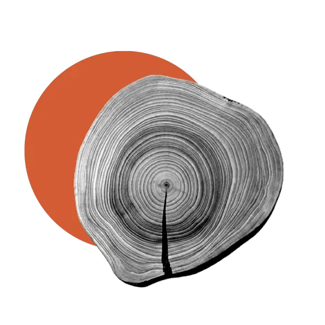 Sección transversal de tronco de árbol con círculo naranja, símbolo de economía circular