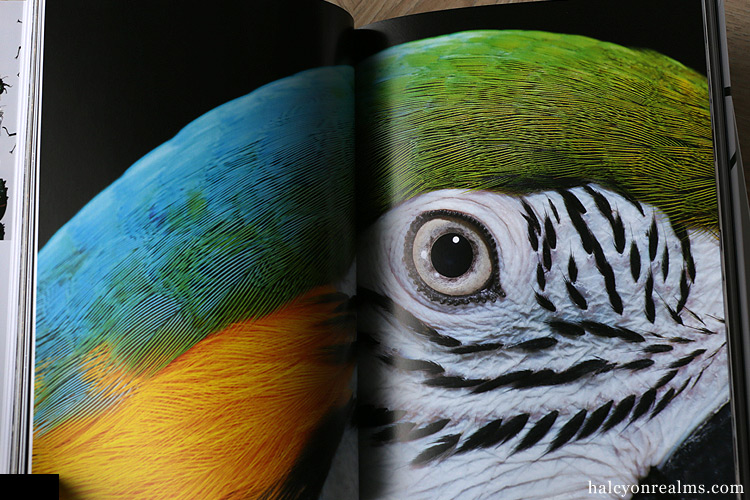 Evolution - A Visual Record Book Review - Halcyon Realms - Art