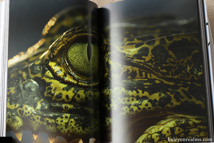 Evolution - A Visual Record Book Review - Halcyon Realms - Art