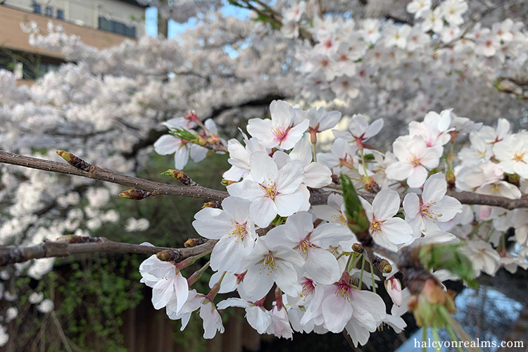 Tokyo Spring Trip 2024 – Sakura Cherry Blossoms Part II - Halcyon