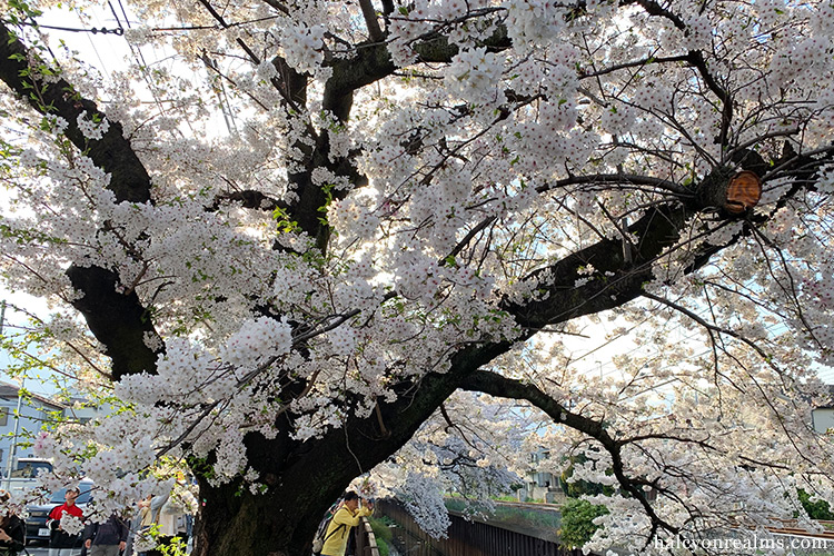 Tokyo Spring Trip 2024 – Sakura Cherry Blossoms Part II - Halcyon