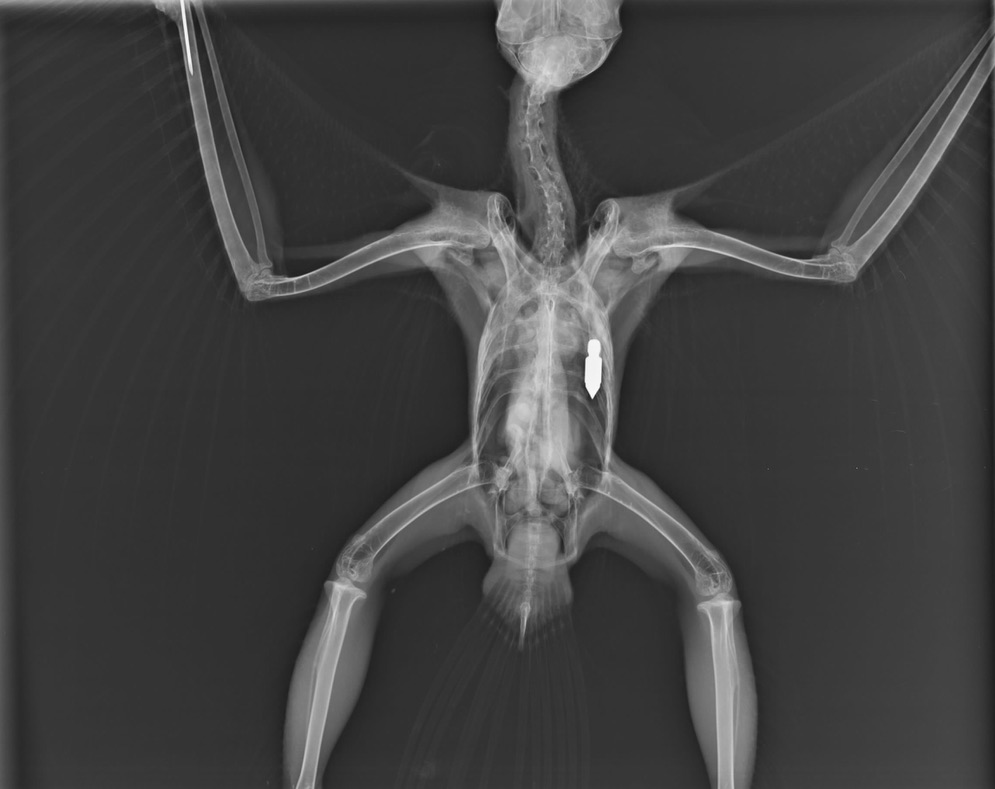 Featured image for Hobbitstee Wildlife Refuge: Working to return a hawk to the wild after it was shot by an arrow