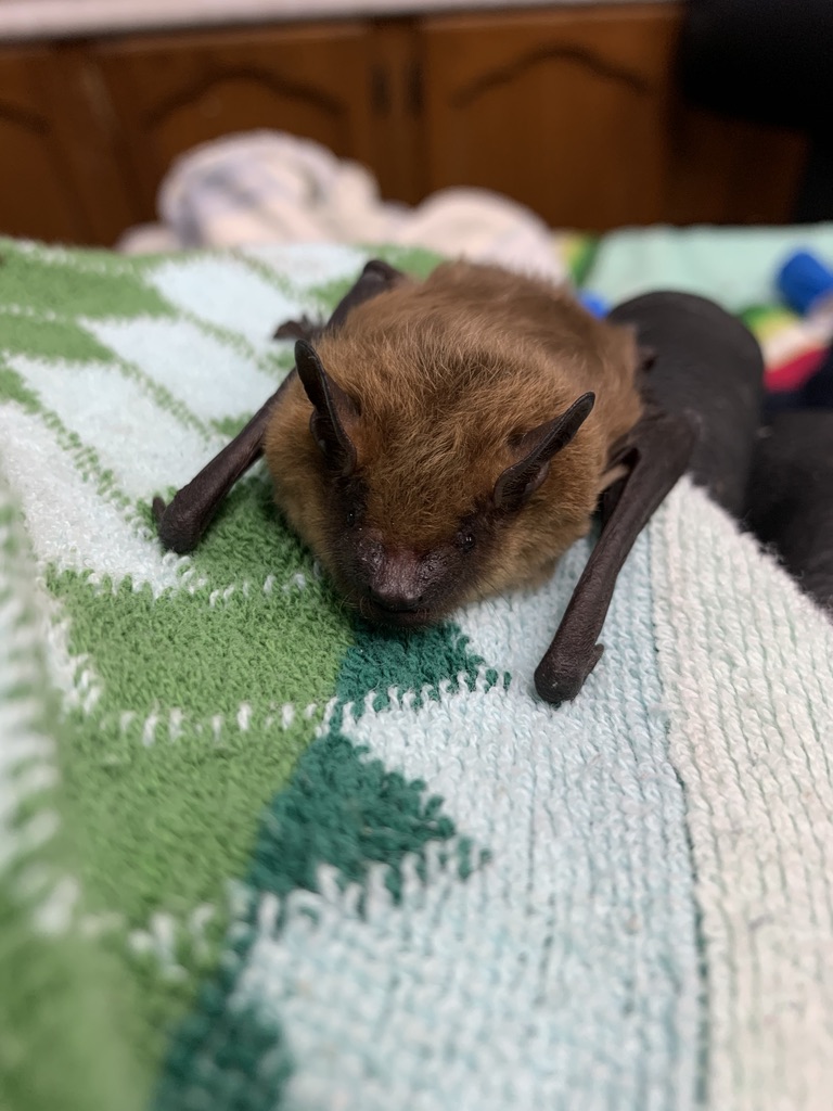 Featured image for Hobbitstee Wildlife Refuge: Odd winter weather causing bats to wake early from hibernation