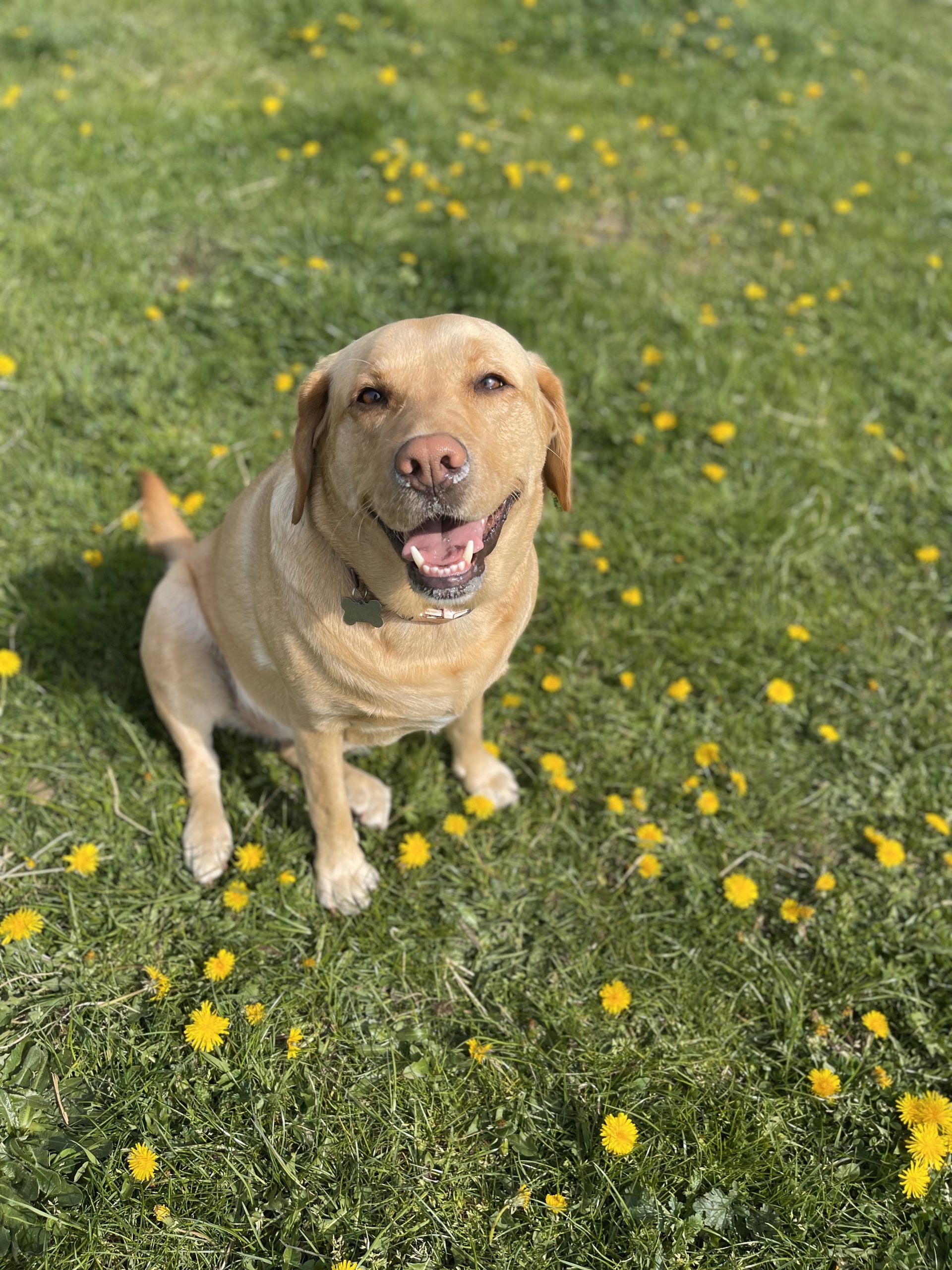 Dog Boarding Kennels