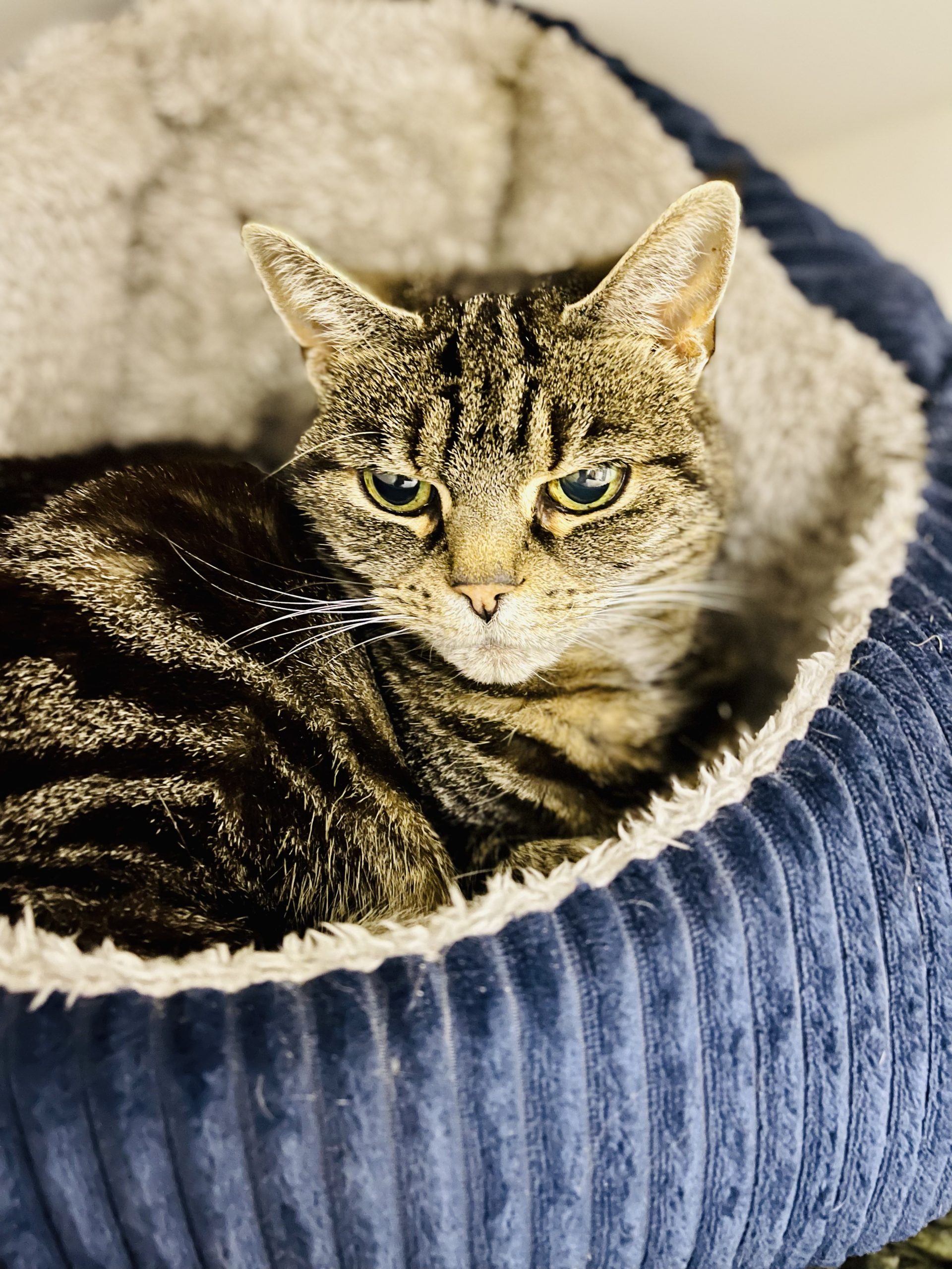 Cat Boarding Cattery