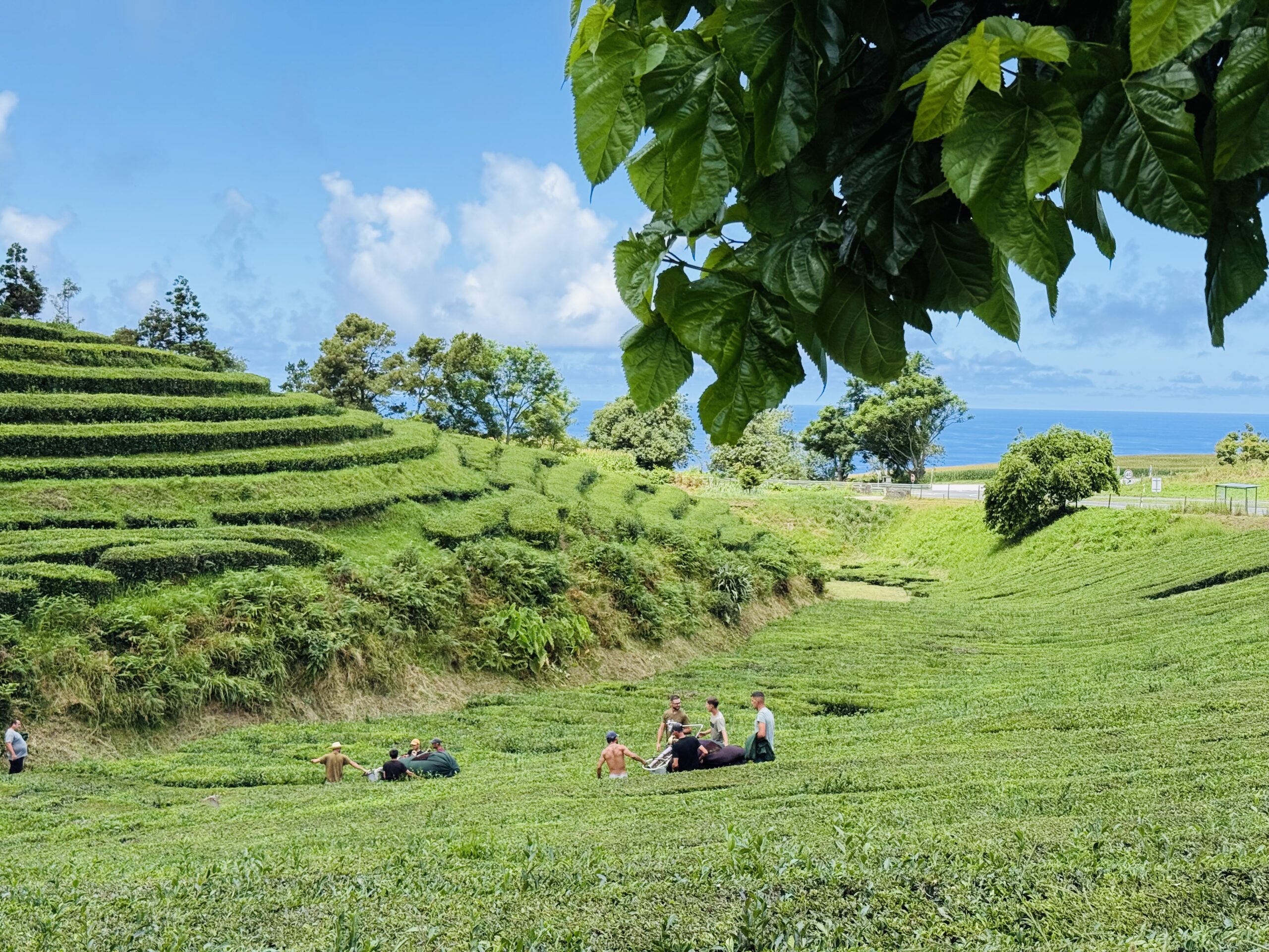 Tea plantation