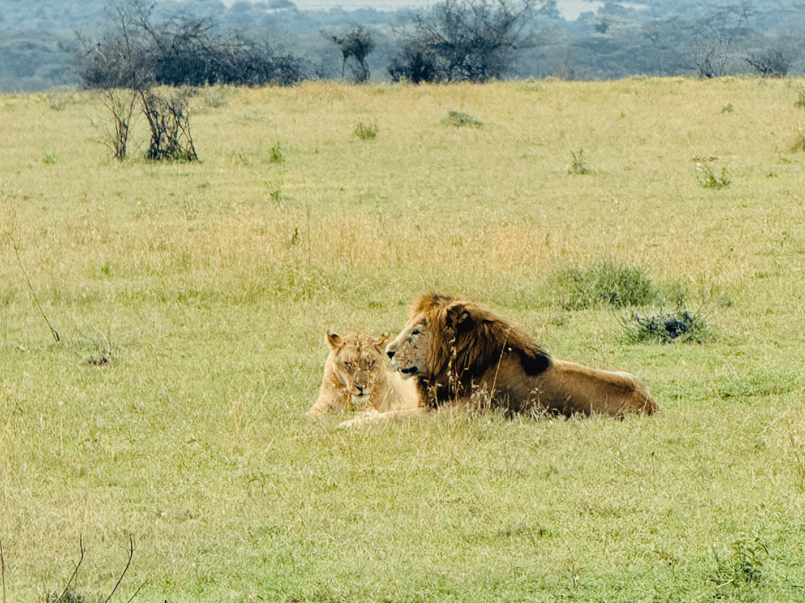 Lions on Safari