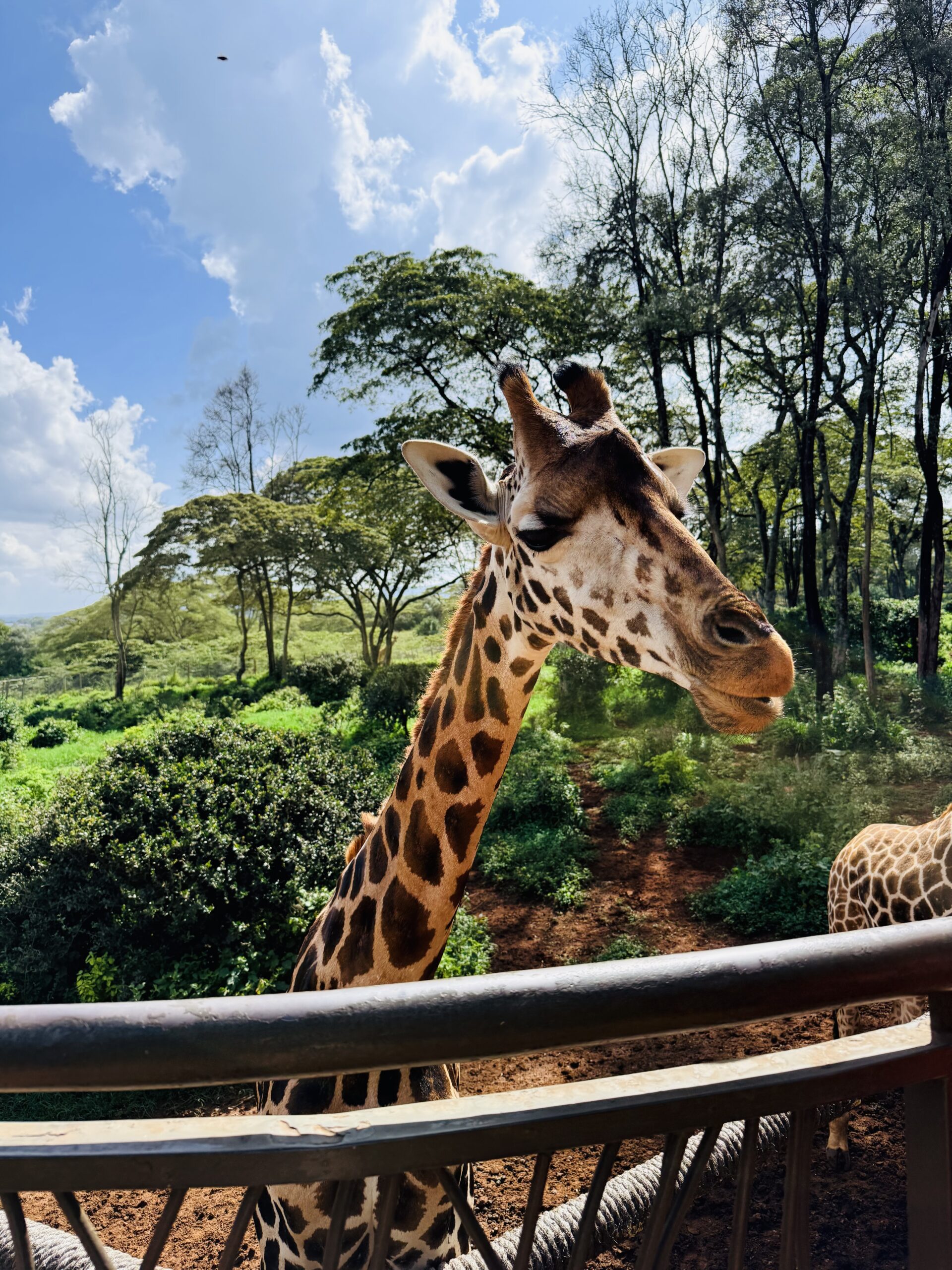 Giraffe Center at Giraffe Manor