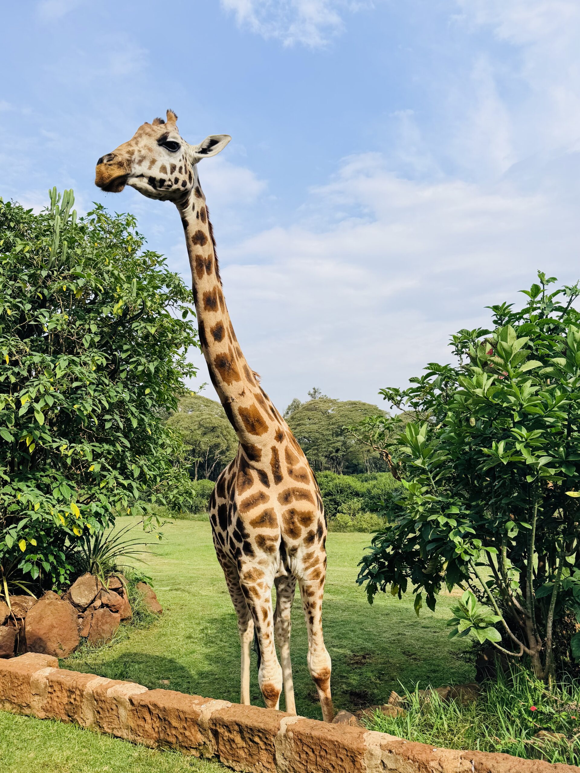 Giraffe at Giraffe Manor