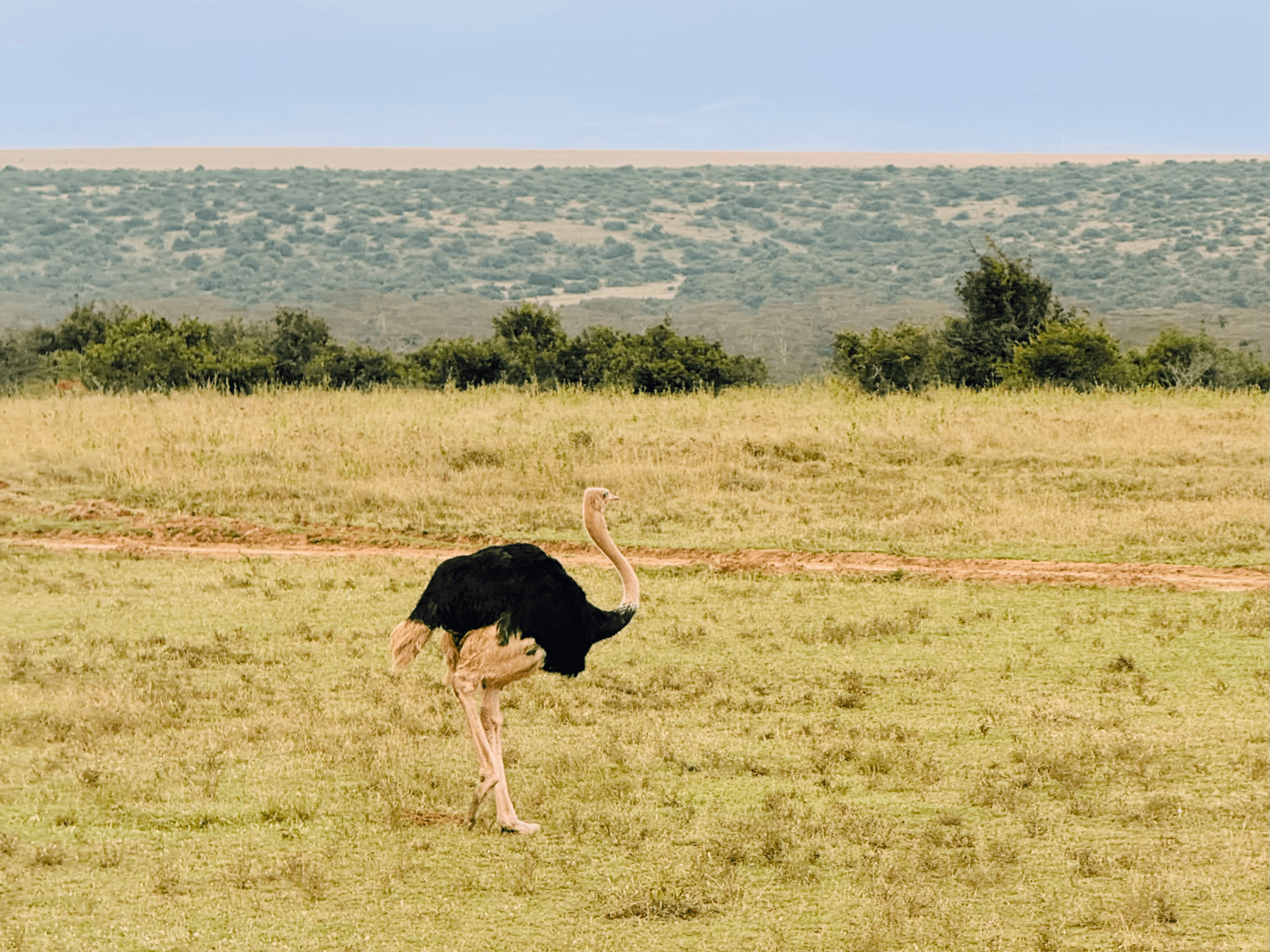 Ostrich on safari
