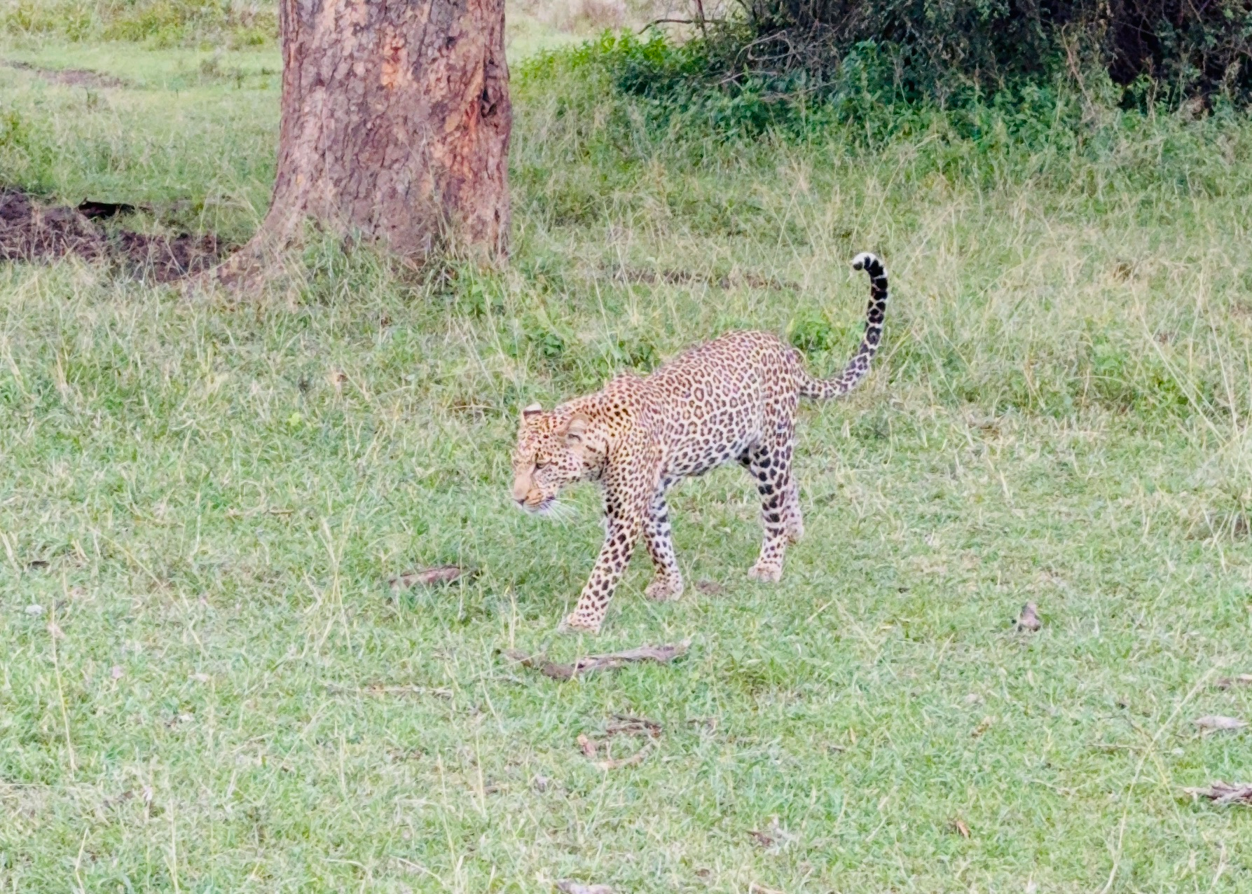 leopard on the prowl