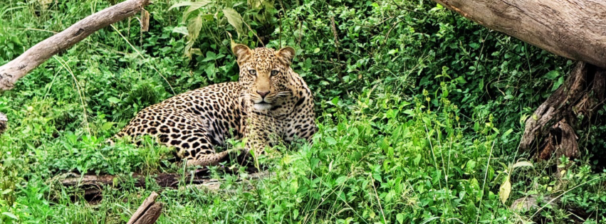 Game Drive Tips Featured Image