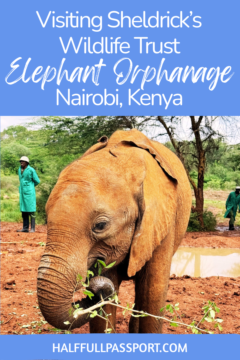 Elephant Orphanage Pinterest Image