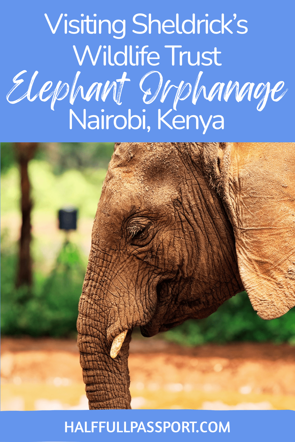 Elephant Orphanage Pinterest Feature