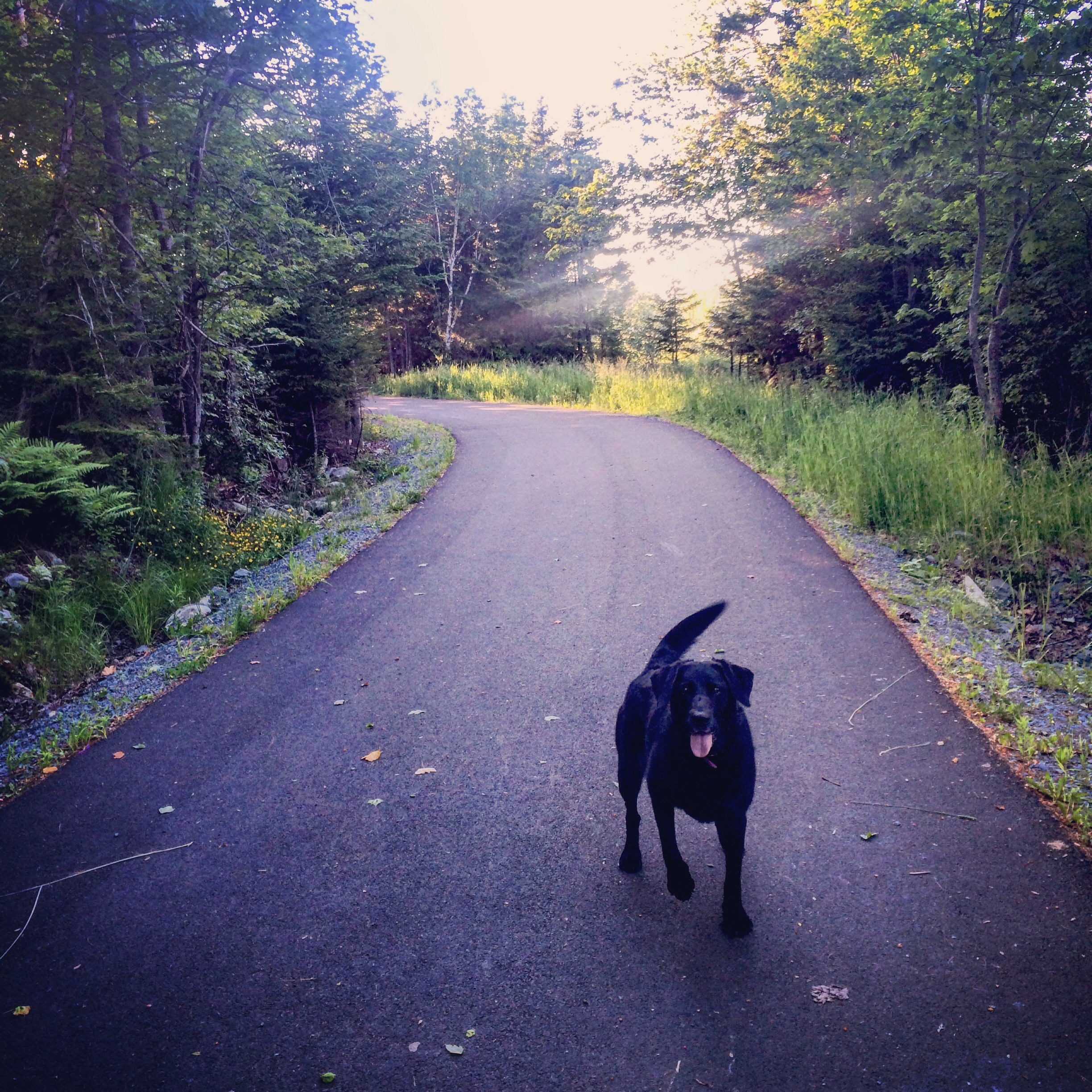 Cole Harbour Commons off-leash / fetch / dog-friendly?