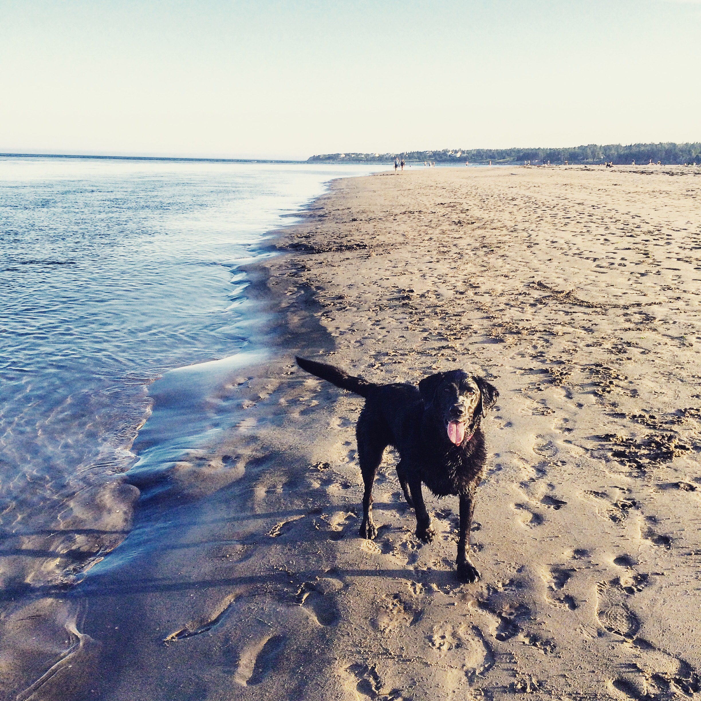 Rainbow Haven Beach in Cole Harbour, Nova Scotia Off-Leash Dog Friendly