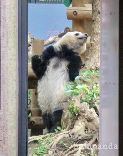 2019/6/12シャンシャン写真&上野動物園で購入できるシャンシャン2歳お 2019/6/12シャンシャン写真&上野動物園で購入できるシャンシャン2歳お