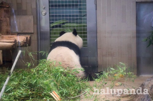 2019/6/12シャンシャン、リーリー、シンシン写真④【上野動物園