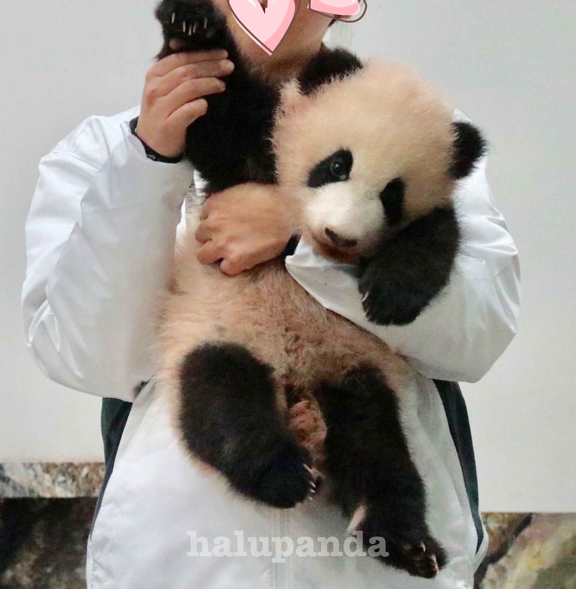 シャンシャンと彩浜ちゃんの体重推移＆写真♪【上野動物園