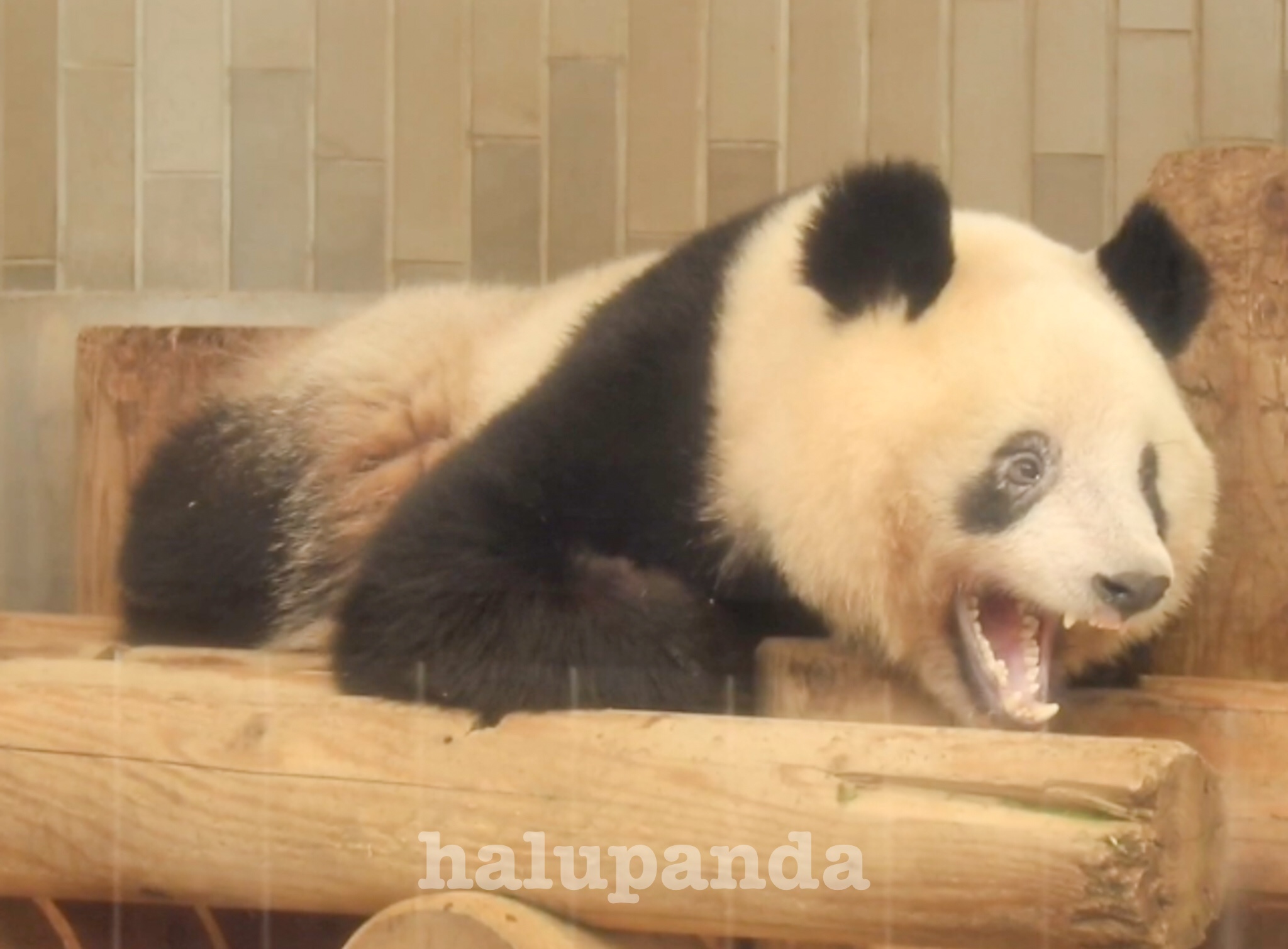 2021/6,7月シャンシャンレポート【上野動物園・パンダ】 | はるパンダ
