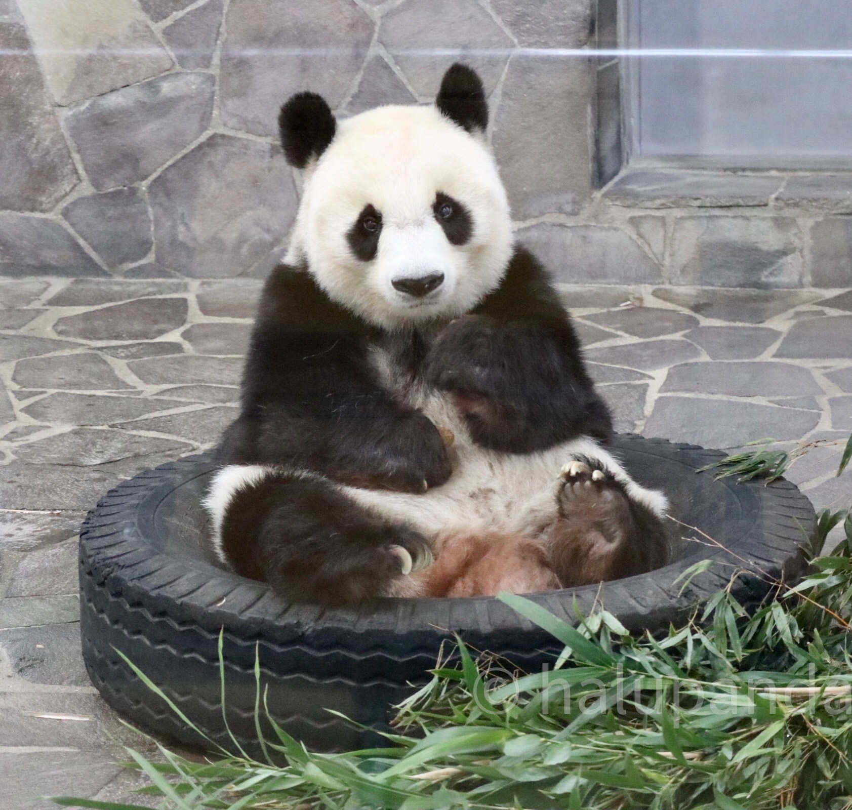 ①2020/10タンタン写真【王子動物園・パンダ】 | はるパンダのブログ