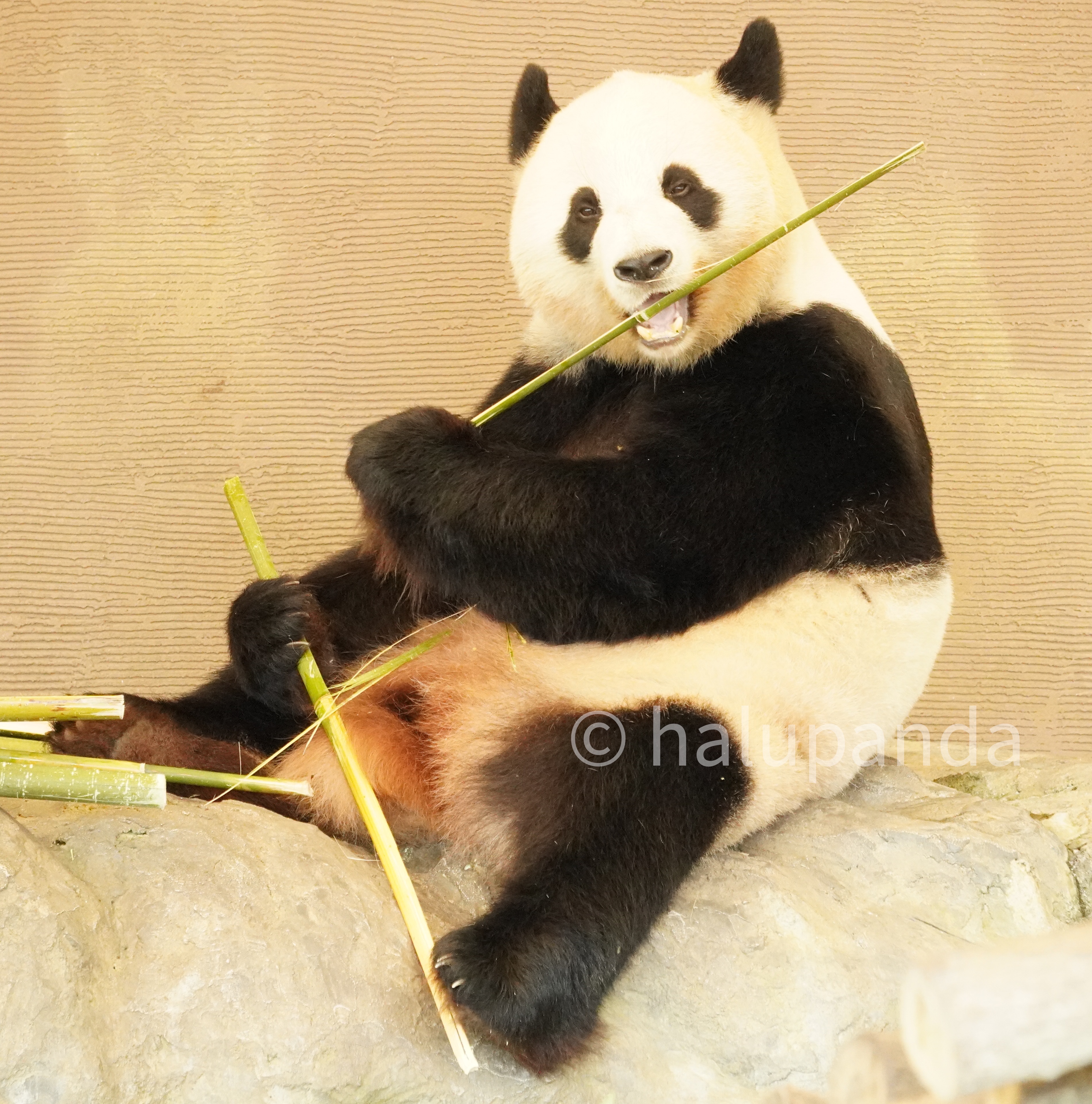 2021/10永明・良浜・桜浜・桃浜・彩浜・楓浜写真【アドベンチャー