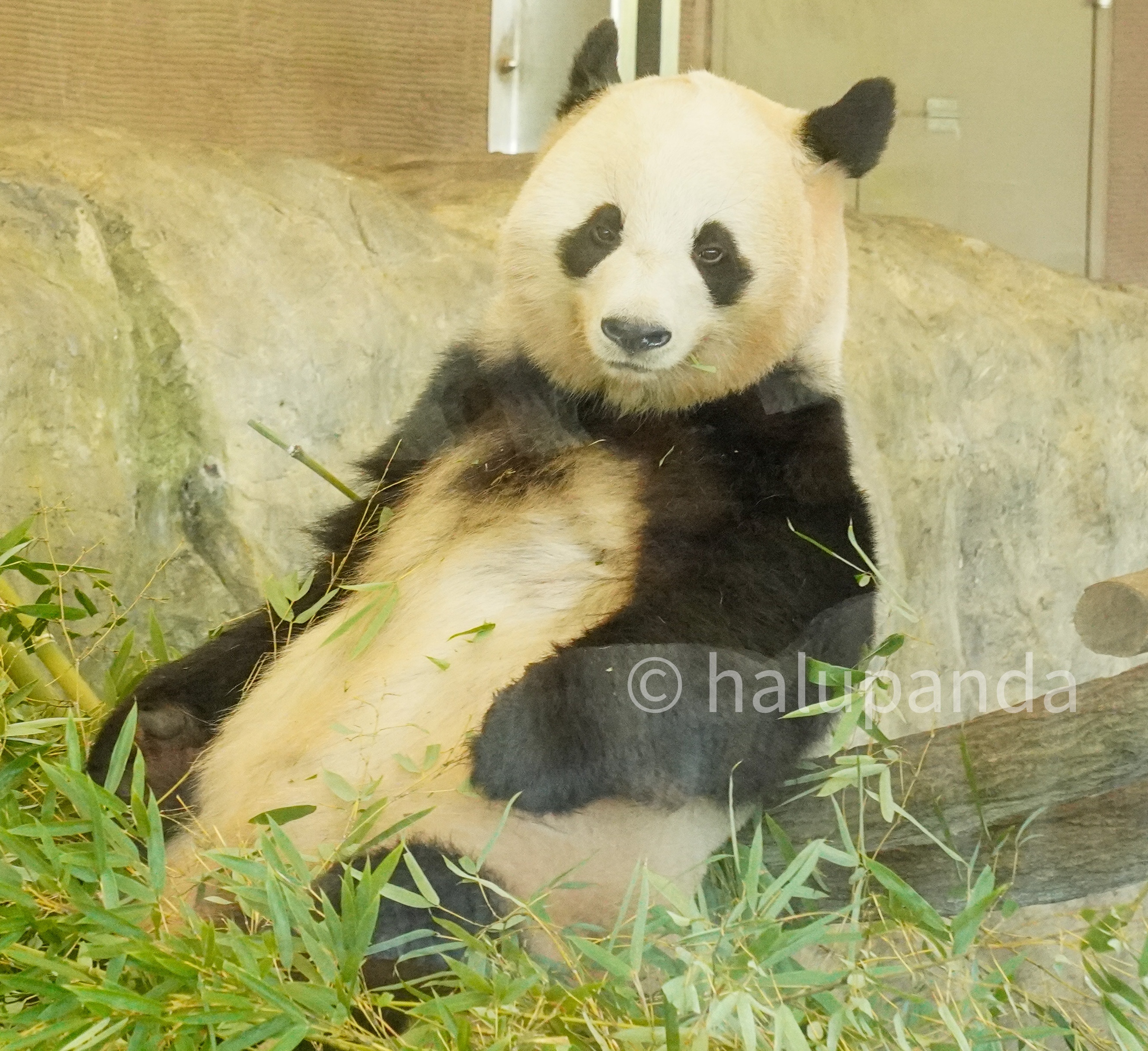 2021/10永明・良浜・桜浜・桃浜・彩浜・楓浜写真【アドベンチャー