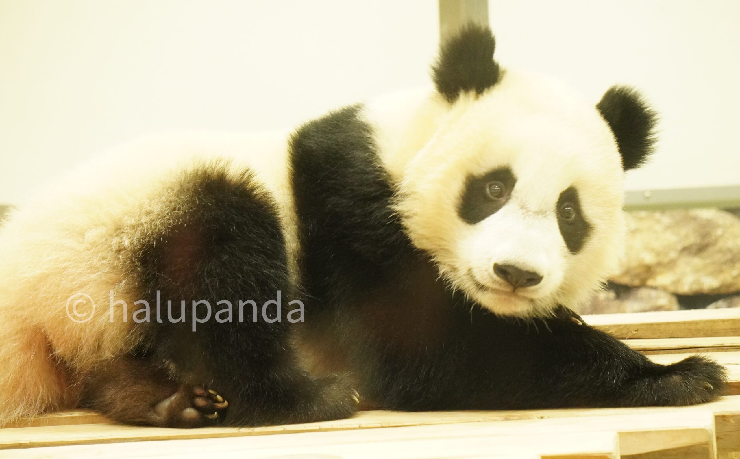 2021/10永明・良浜・桜浜・桃浜・彩浜・楓浜写真【アドベンチャー