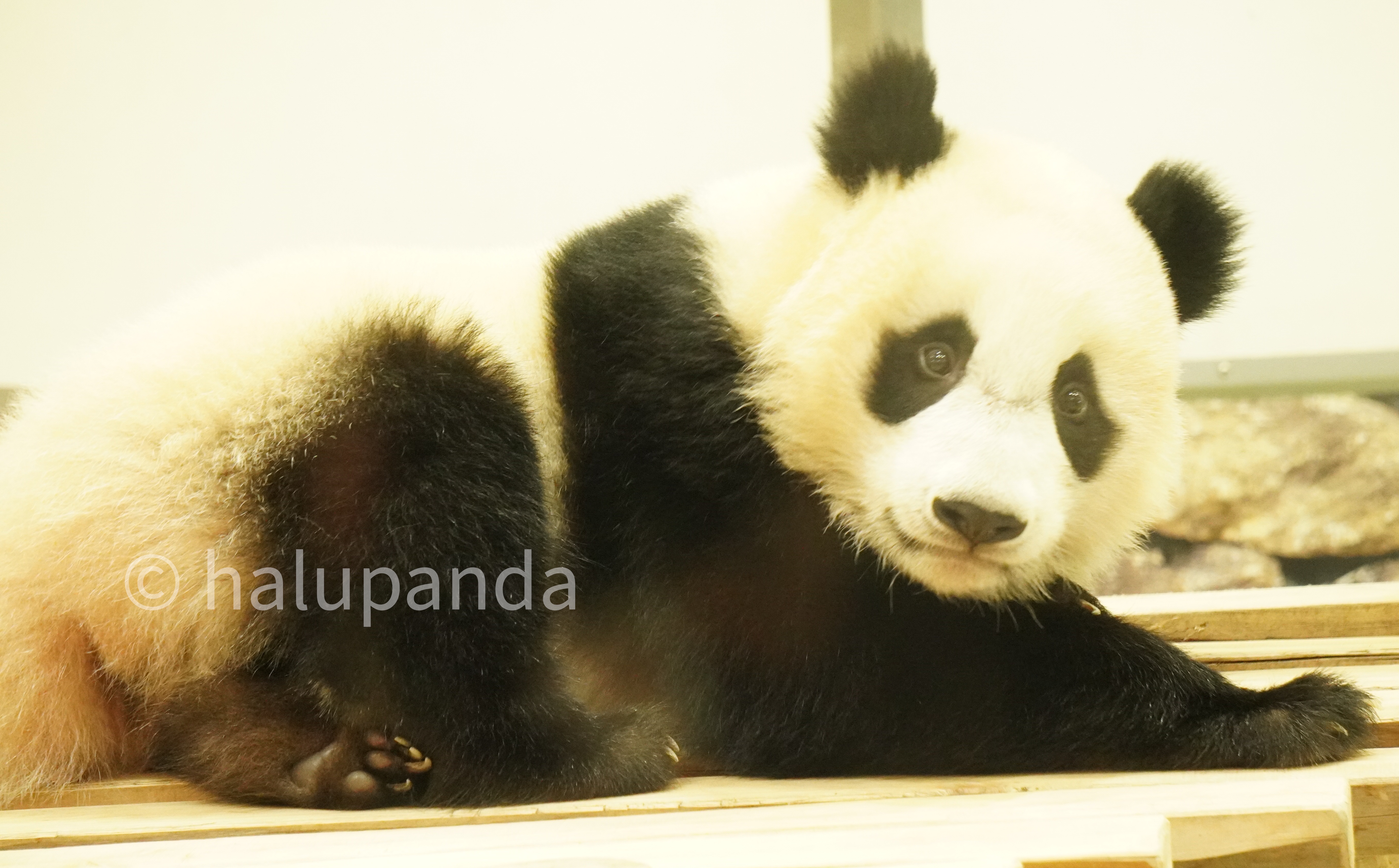 専用 シャンシャン 彩浜 楓浜 専用 シャンシャン 彩浜 楓浜 上野動物園