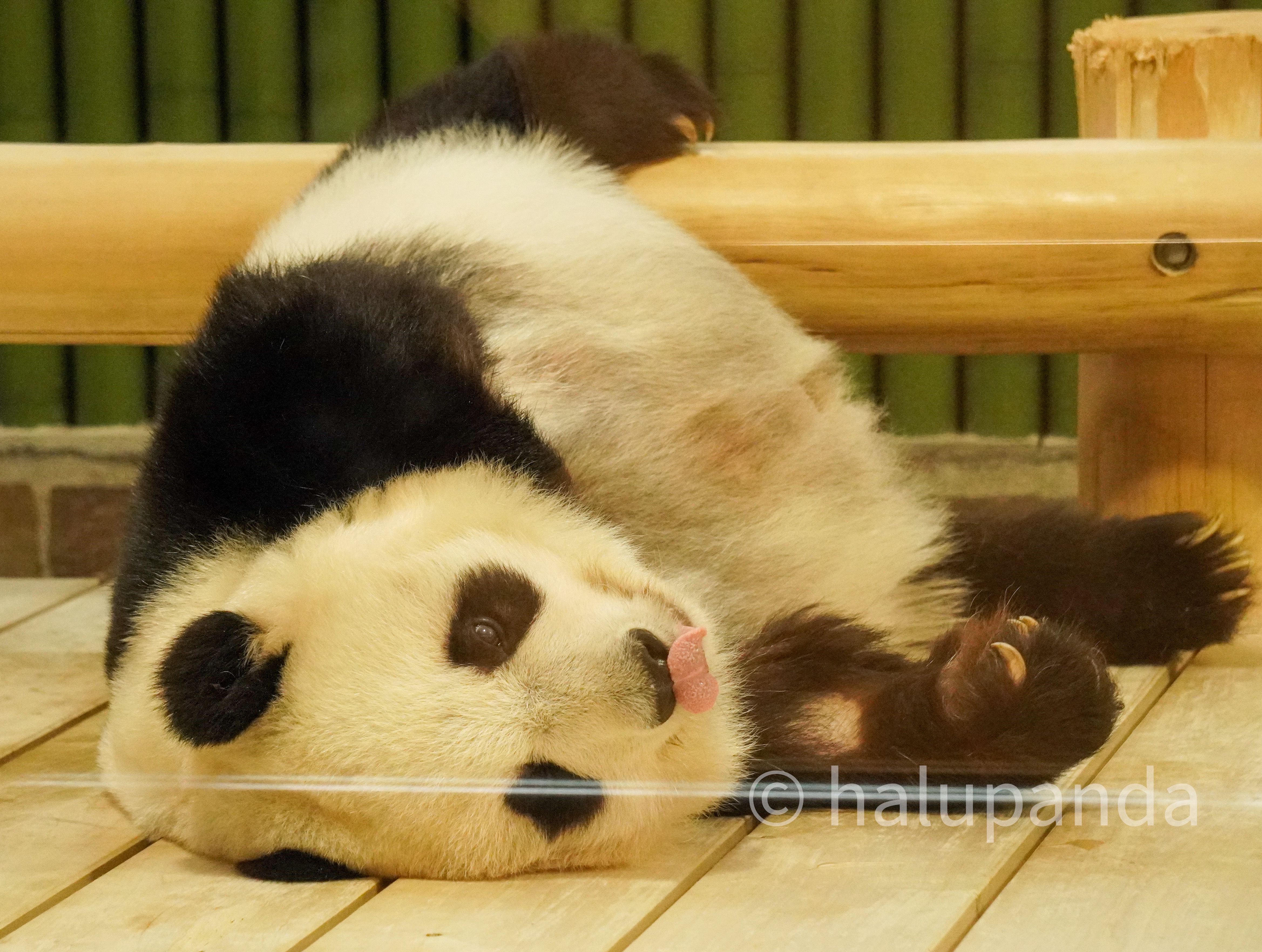 dsc04849.jpg?resize=300,226&ssl=1