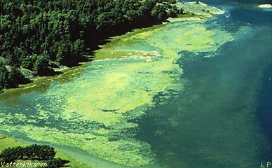 Spending time in natural bodies of water—like oceans, lakes, and rivers—is a great way to enjoy the outdoors with family and friends. Aquatic Ecosystem - F i e l d B i o l o g y