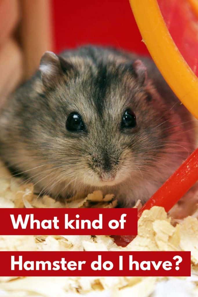 The Best Place To Get A Hamster 1910 likes 209 talking about this.