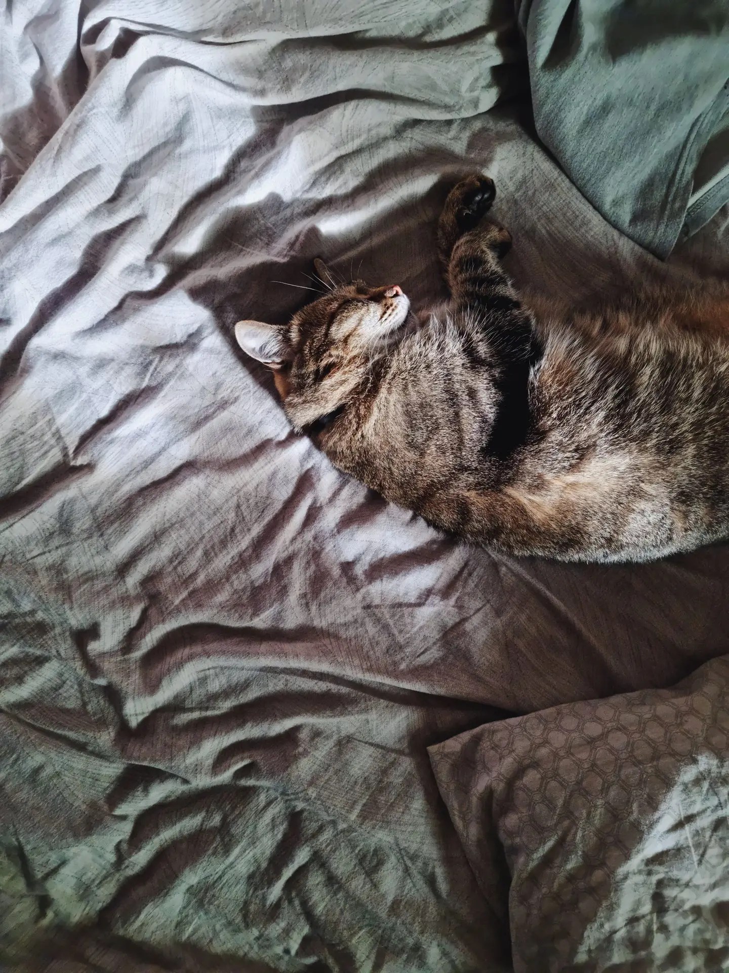 A cute cat sleeping on wrinkled sheets