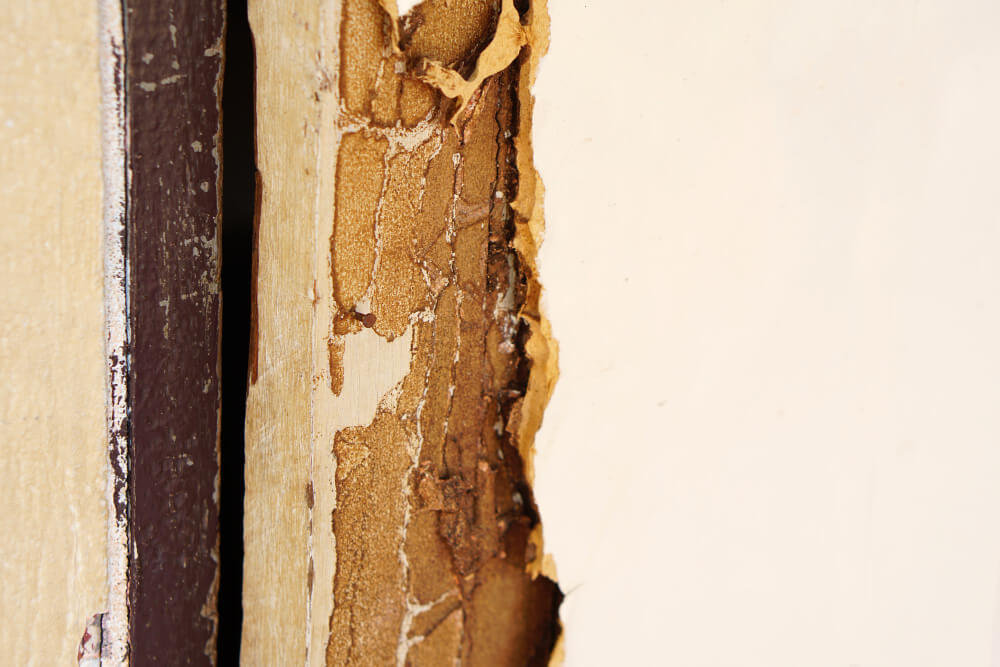 Repairing Termite Damaged Wood Expert Handyman Insights
