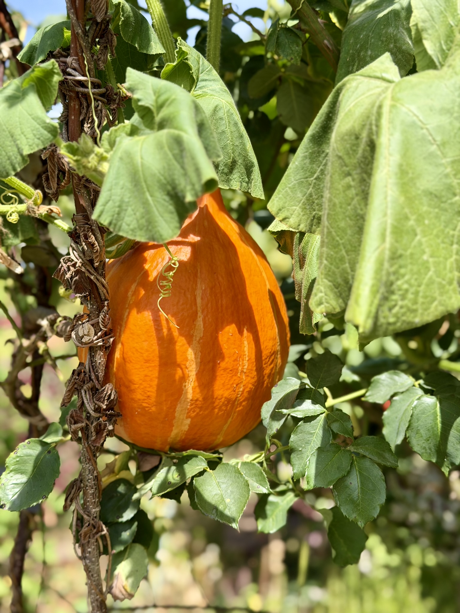 An orange squash, dangling amongst the greenery