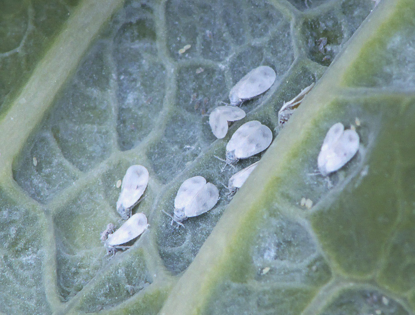 Winter-hardy invasive pest now on your kale!