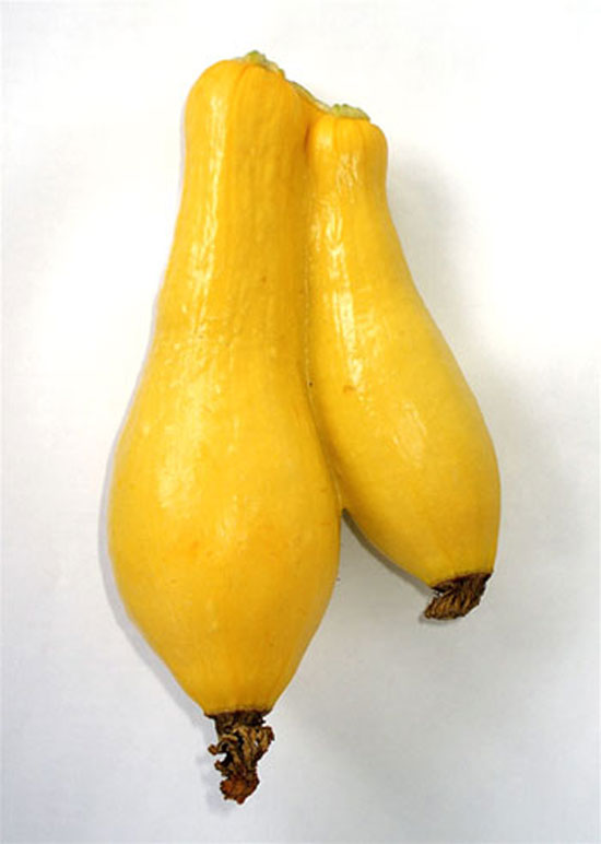 Conjoined Yellow Squash