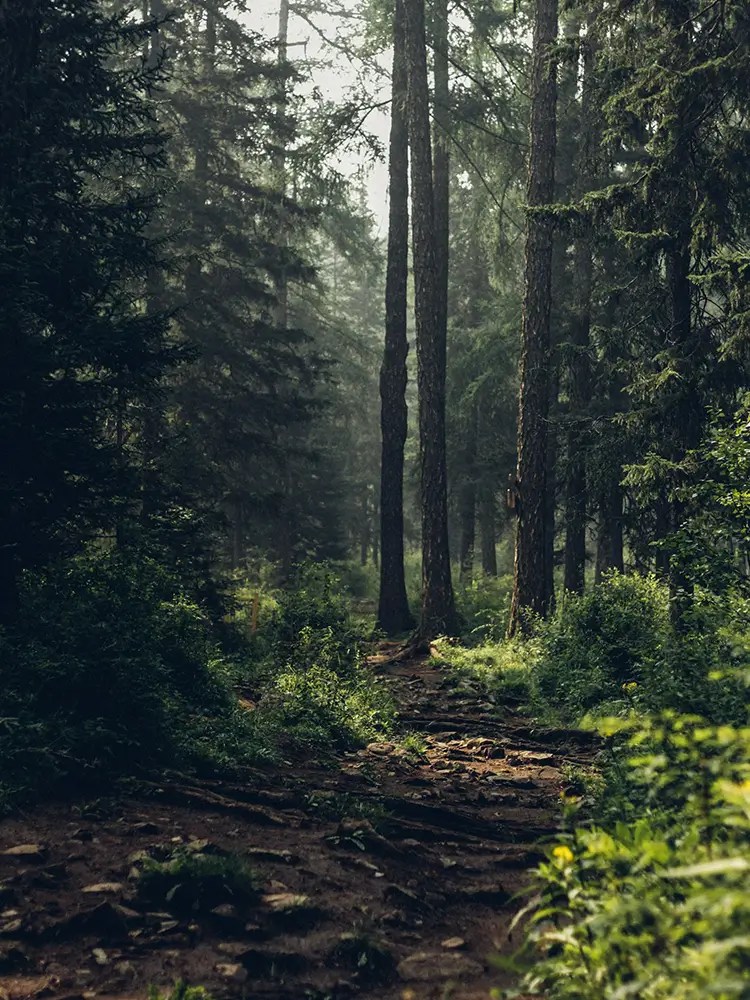 A photo of a wooded, empty but calm-looking forest. Photo by Degleex Ganzorig.