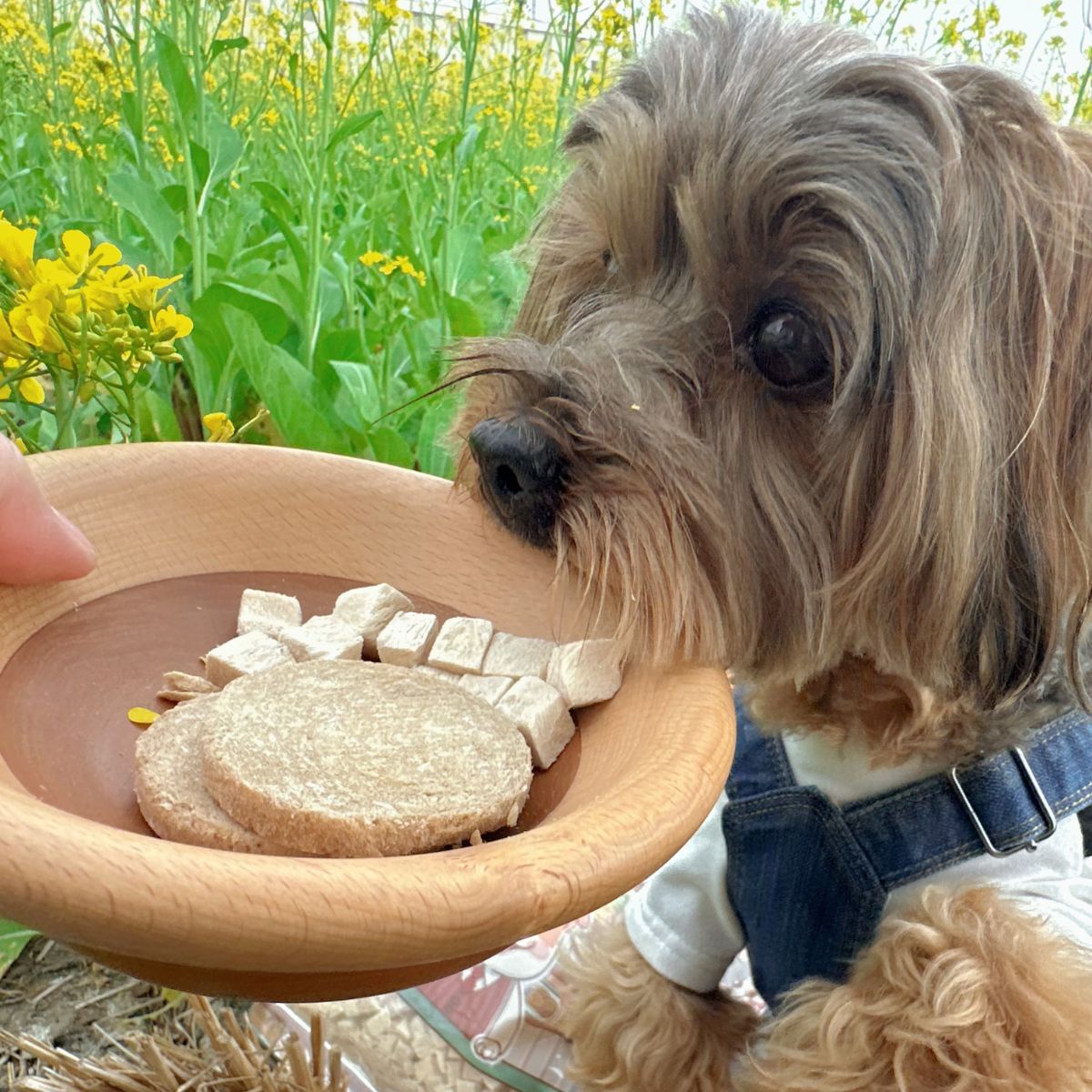 汪一口-犬用凍乾零食-開箱推薦-約克夏阿財