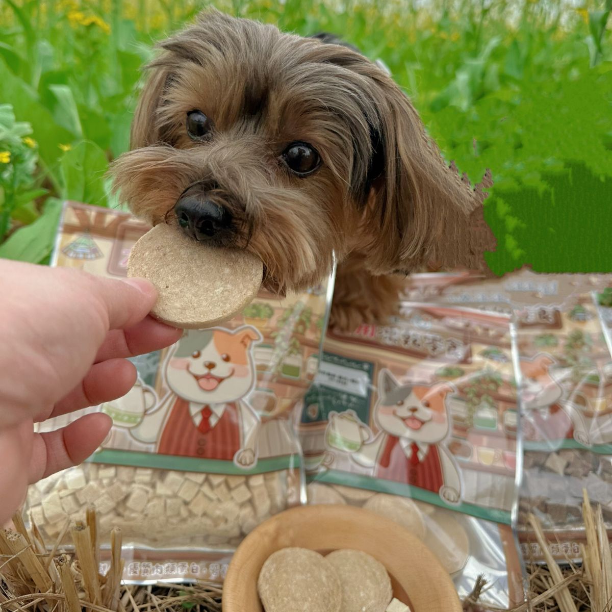 汪一口-犬用凍乾零食-開箱推薦-約克夏阿財