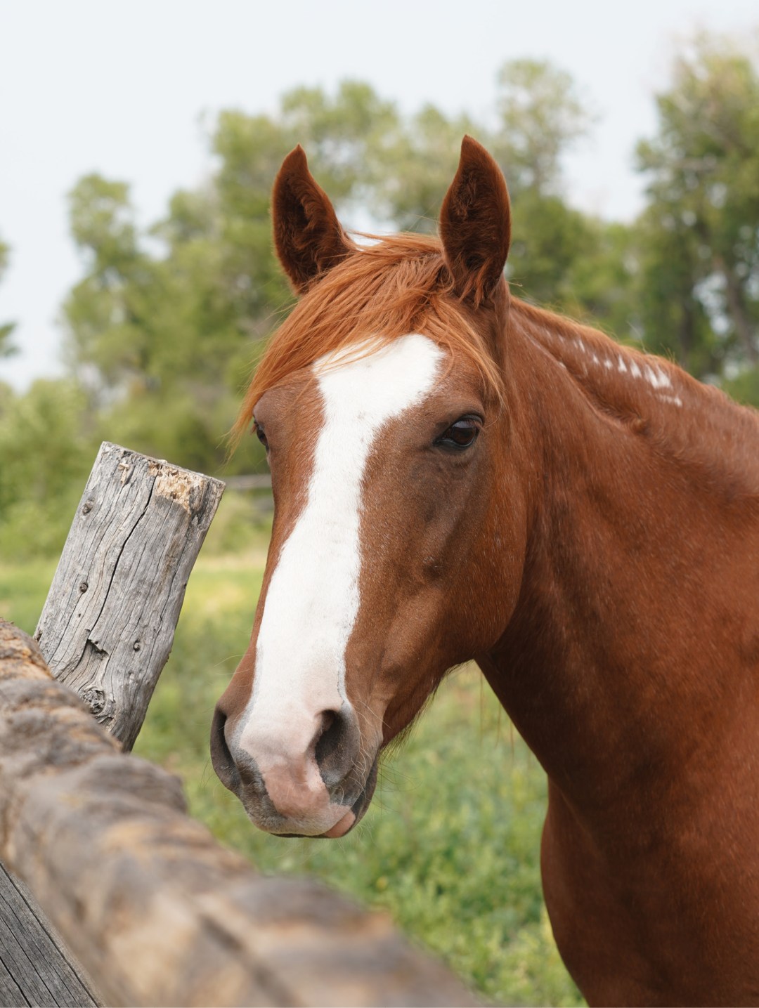 $1000: Memphis: CONTINUING EDUCATION: 10 year old BLM Mustang Mare: TIP Trained/started in-hand
