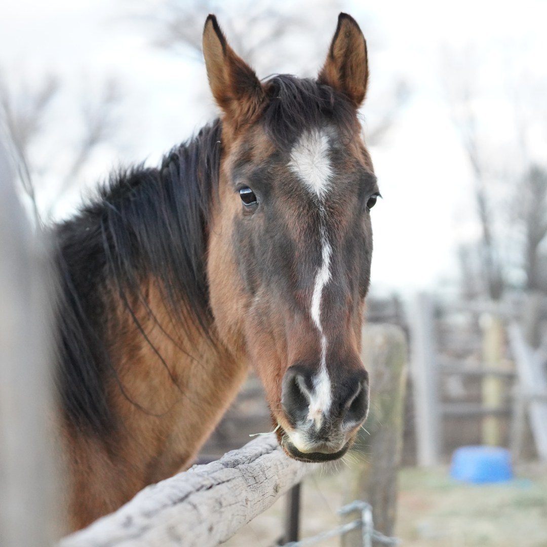 Invaluable: Dusty: 19 year old QH Mare: bum knee