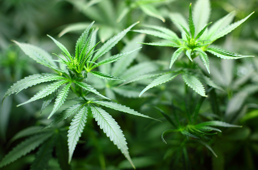 LA MARIHUANA: UNA MIRADA INTEGRAL